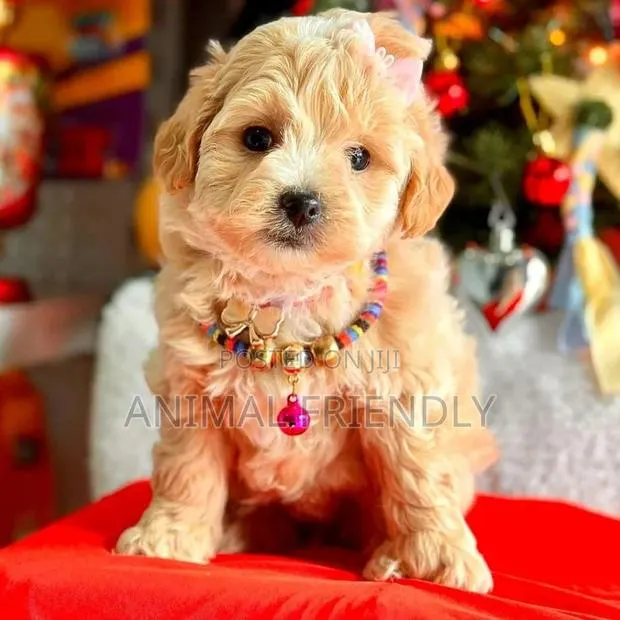 1-3 months Female Purebred Poodle · Photo 1