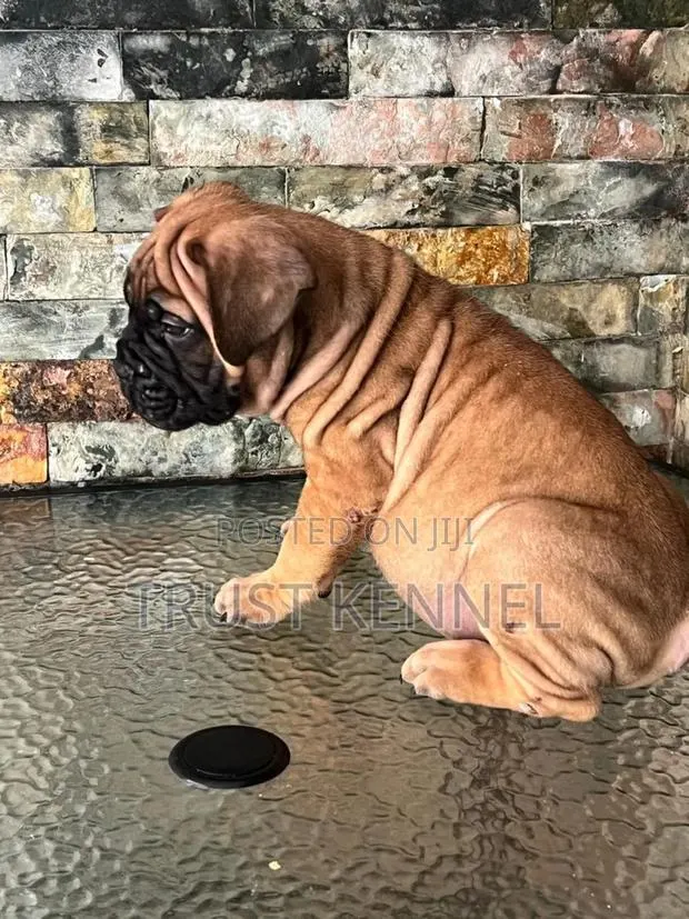 1-3 months Male Purebred Bullmastiff · Photo 1