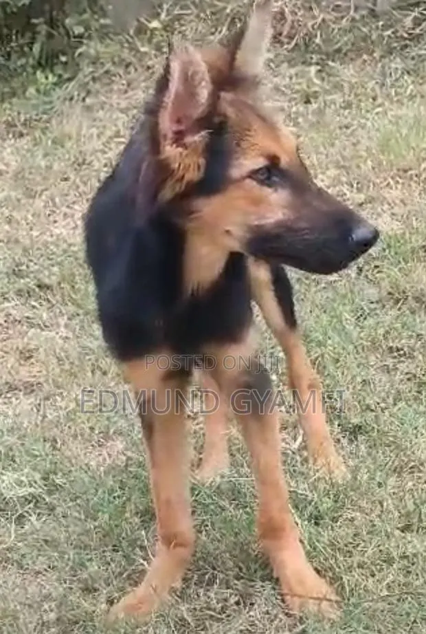 3-6 months Female Purebred German Shepherd · Photo 1