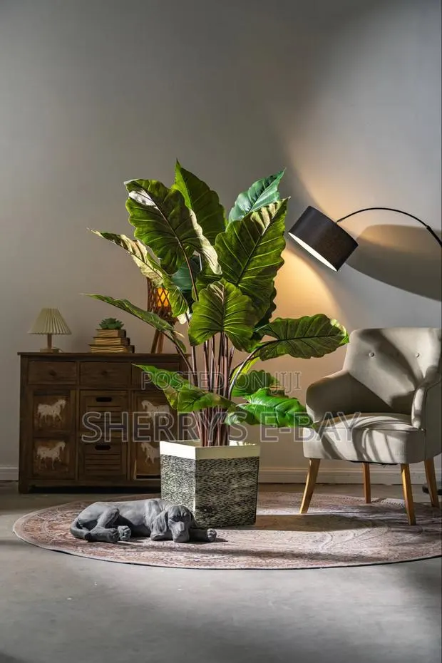 Rainbow Taro Plant With Concrete Pot · Photo 1