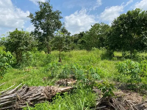 Acres of Farmland for Rent @ Offinso Adagya · Photo 2