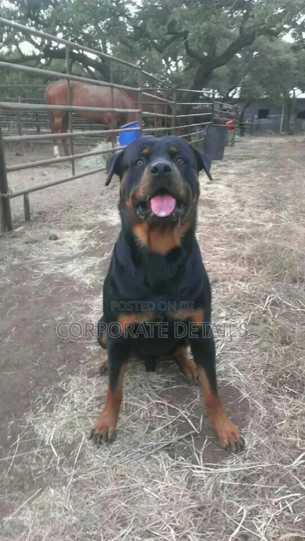 6-12 months Male Purebred Rottweiler · Photo 1