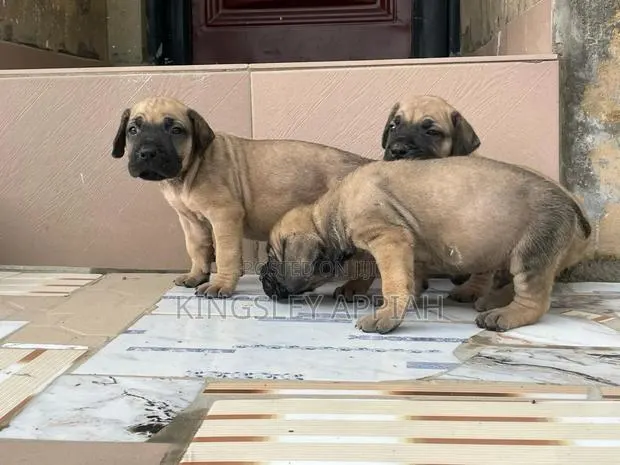 1-3 months Female Purebred Boerboel · Photo 1