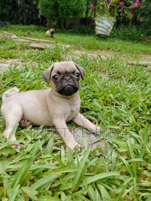 1-3 months Male Purebred Pug · Photo 1