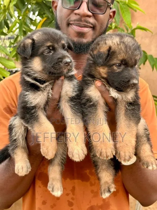 1-3 months Female Purebred German Shepherd · Photo 1