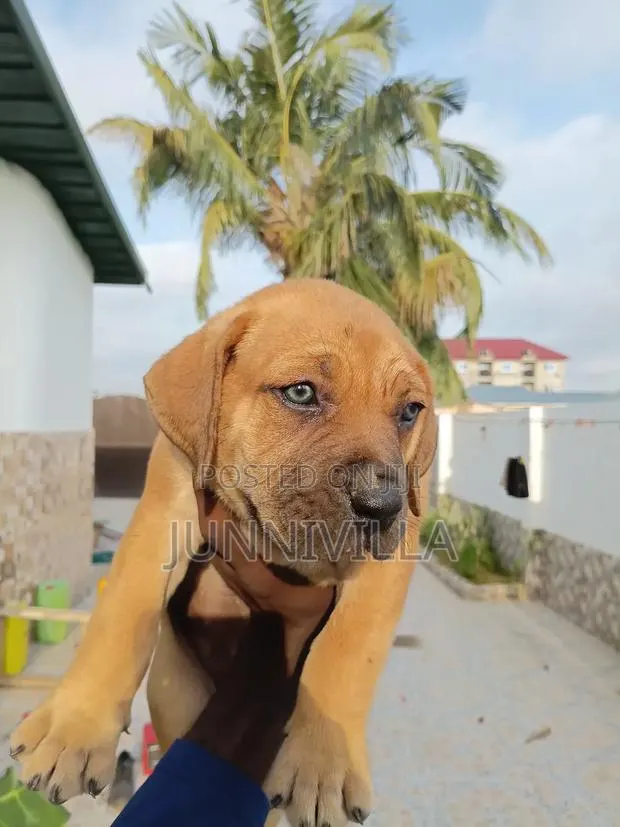1-3 months Female Purebred Boerboel · Photo 1