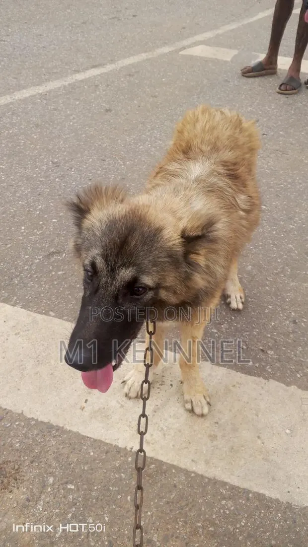 3-6 months Female Purebred Caucasian Shepherd · Photo 1