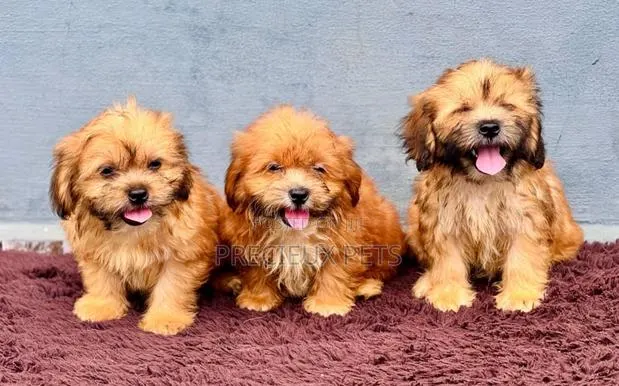 1-3 months Male Purebred Lhasa Apso · Photo 1