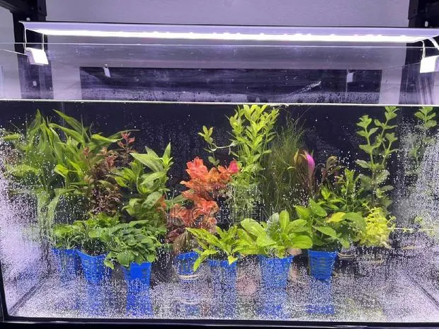 Different Colours Of Real Aquarium Plants · Photo 1