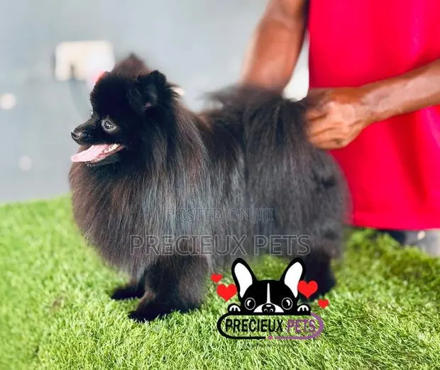 1+ year Male Purebred Pomeranian · Photo 1