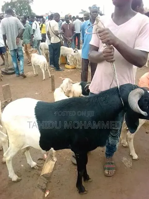 Healthy Goat for Sale -Big & Well Fed · Photo 1