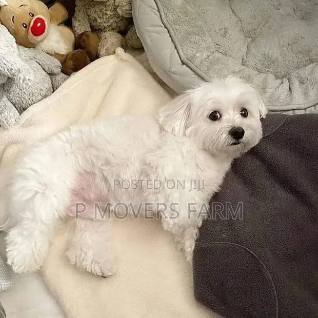 1-3 months Male Purebred Maltese · Photo 1