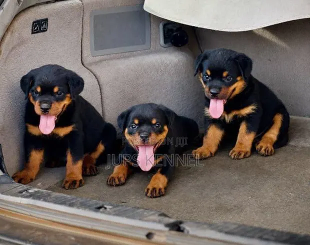 1-3 months Male Purebred Rottweiler · Photo 1