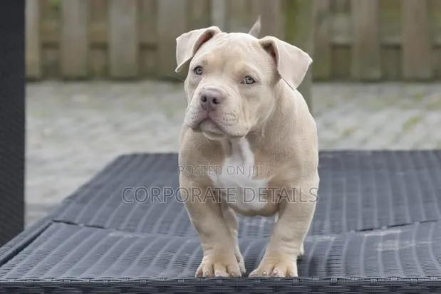1-3 months Male Purebred American Pit Bull Terrier · Photo 1