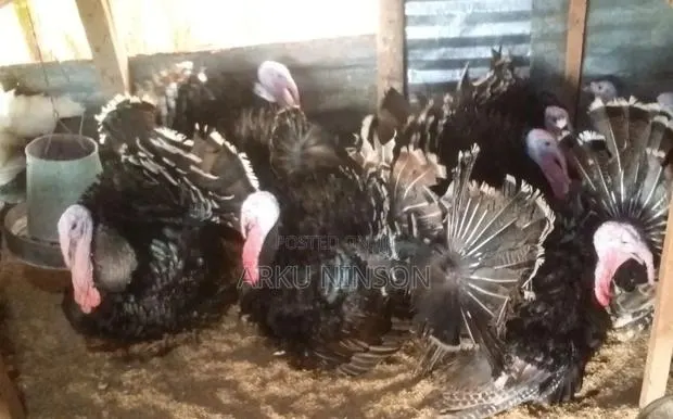 Xmas Turkeys Available · Photo 1