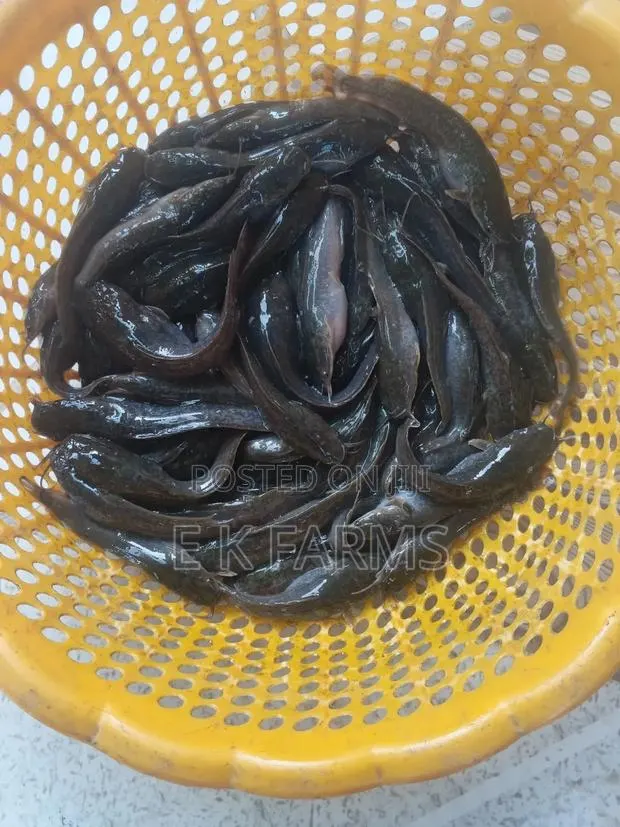 Super Fast Growing Catfish Juveniles and Fingerlings, 6-7 Cm, 8-9 G · Photo 2