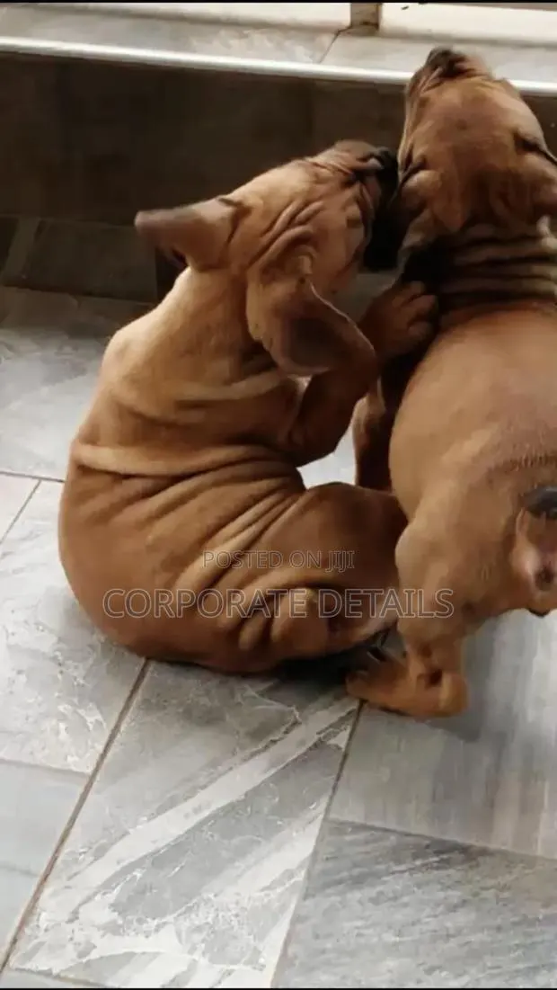 1-3 months Female Purebred Boerboel · Photo 1