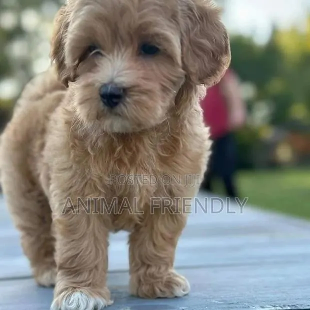 1-3 months Female Purebred Poodle · Photo 1