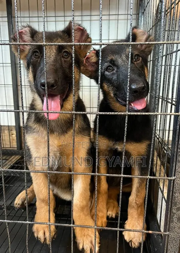 1-3 months Male Purebred German Shepherd · Photo 1