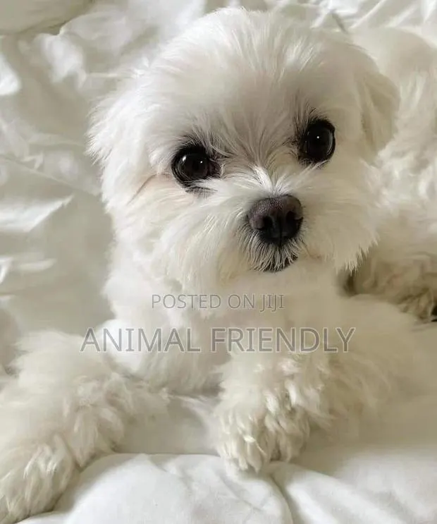 1-3 months Male Purebred Poodle · Photo 1