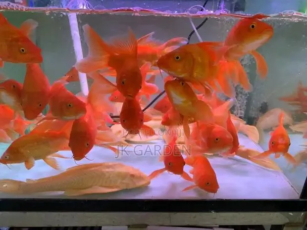 Butterfly Koi Red · Photo 1