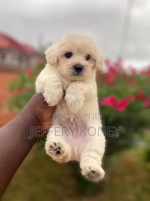 1-3 months Male Purebred Poodle · Photo 1