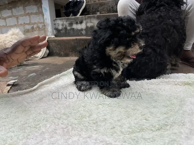 1-3 months Female Purebred Maltese · Photo 4