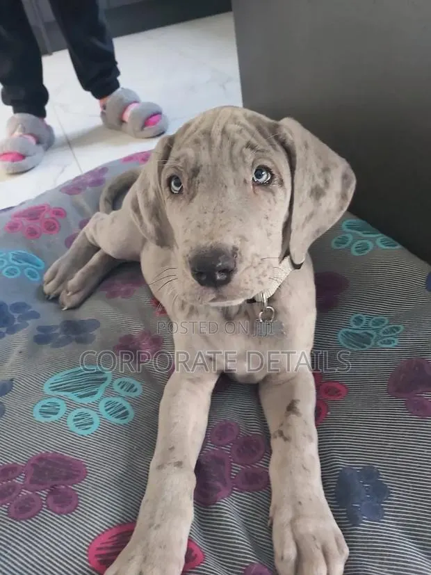 1-3 months Male Purebred Great Dane · Photo 1