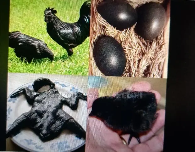 Ayam Cemani Chicks · Photo 1