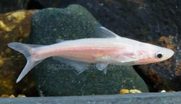 Albino Shark · Photo 1