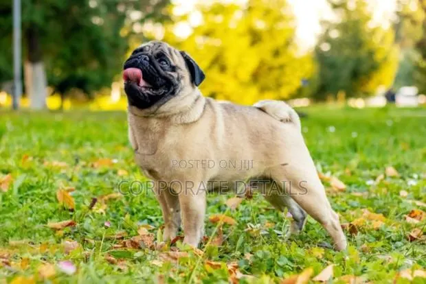 3-6 months Male Purebred Pug · Photo 1