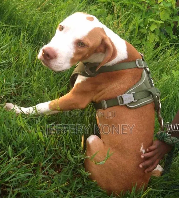 3-6 months Male Purebred American Pit Bull Terrier · Photo 1