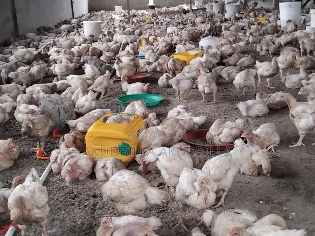 Fresh Broilers for Sale · Photo 1