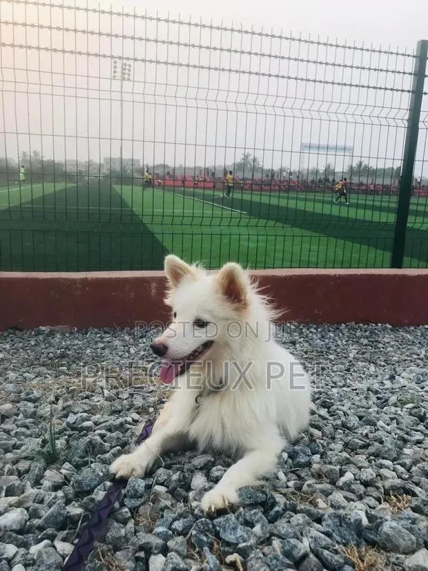 6-12 months Male Purebred Japanese Spitz · Photo 1