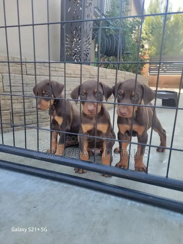 1-3 months Male Purebred Doberman Pinscher · Photo 1