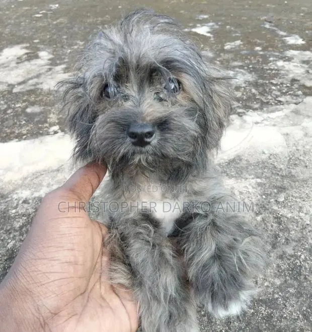 3-6 months Male Purebred Poodle · Photo 1