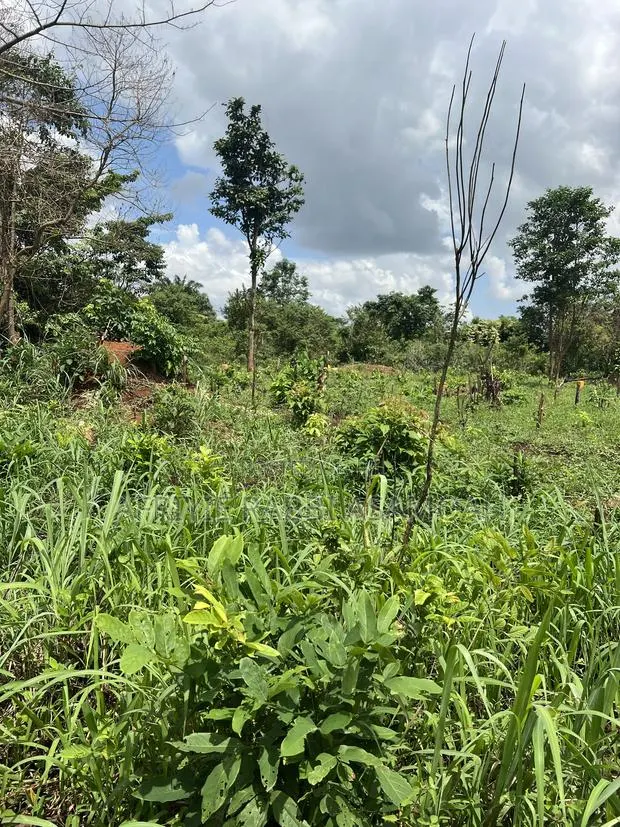 100 by 100 Feet Land for Sale at Kwanhoma Bedaase · Photo 1