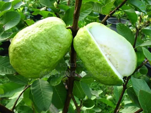 White Jumbo Guava Seedlings · Photo 1