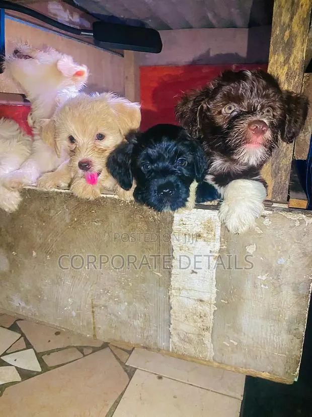 1-3 months Female Purebred Poodle · Photo 1