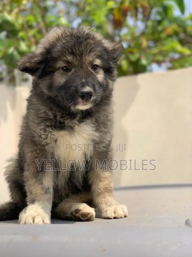 1-3 months Male Purebred Caucasian Shepherd · Photo 1