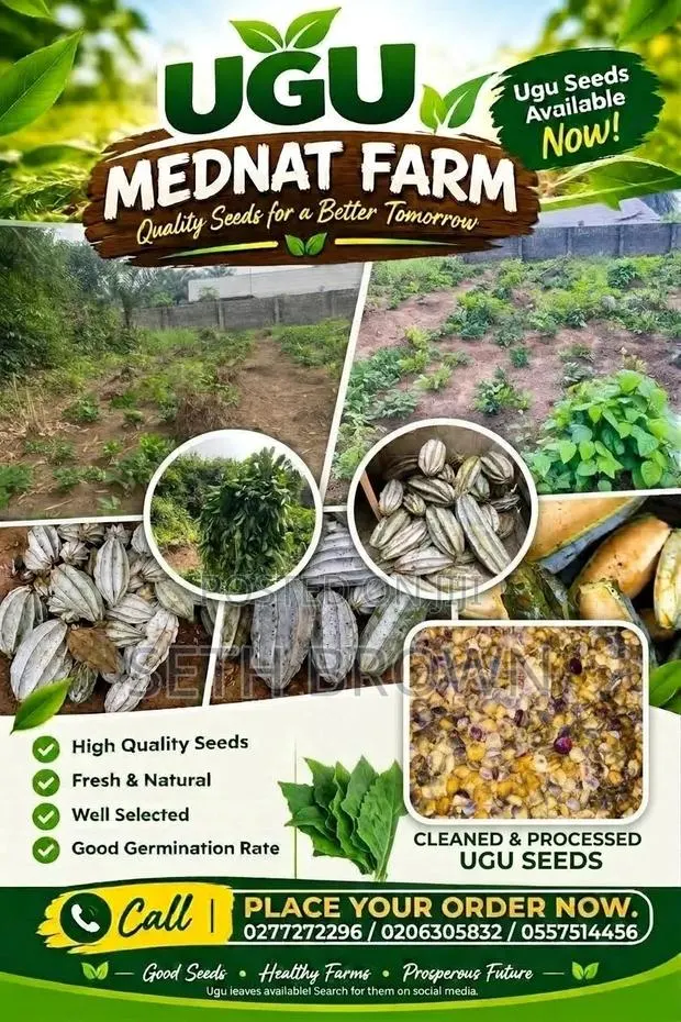 Ugu (Fluted Pumpkin) Seeds. Telfairia Occidentalis. · Photo 1