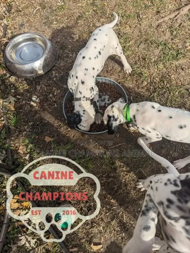 1-3 months Female Purebred Dalmatian · Photo 1