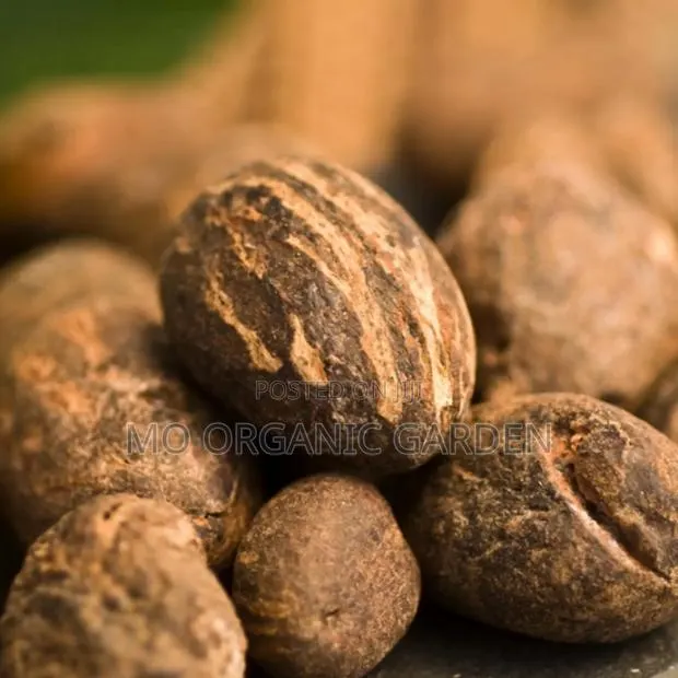High-Quality Shea Nut Seedling/Plant · Photo 2