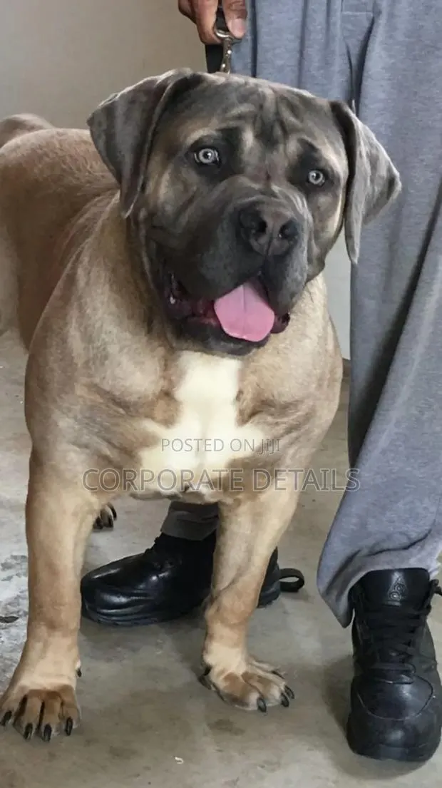 3-6 months Male Purebred Boerboel · Photo 1