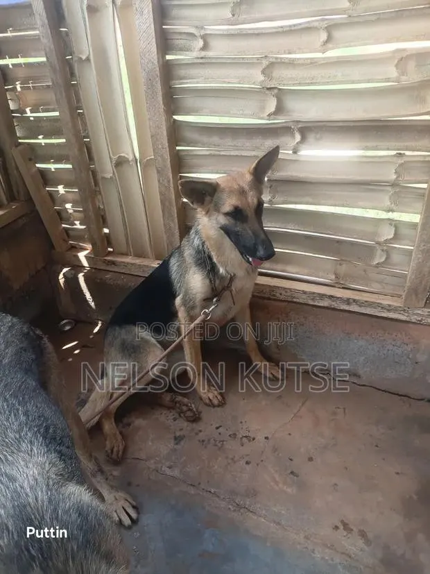 6-12 months Female Purebred German Shepherd · Photo 1