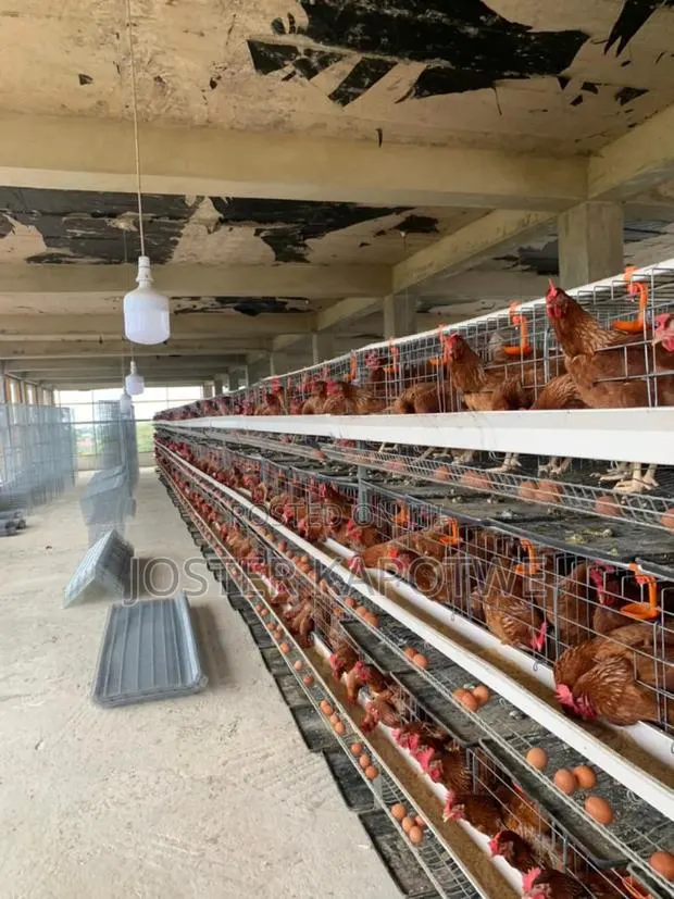 Poultry Equipment Battery Layers Cage · Photo 1