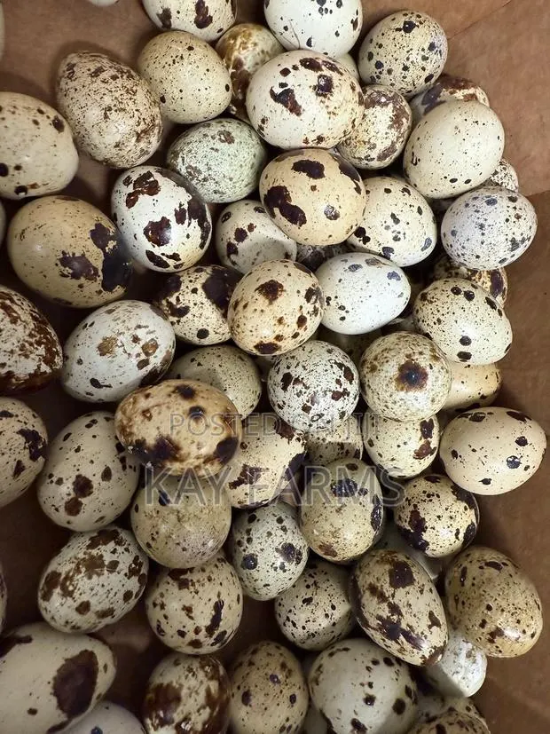 Quail Table Meat and Fresh Eggs for Sale · Photo 1