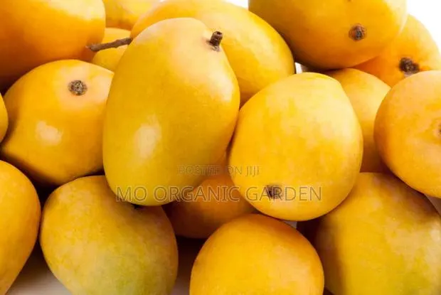 Alphonso Mango Plant Seedling · Photo 1