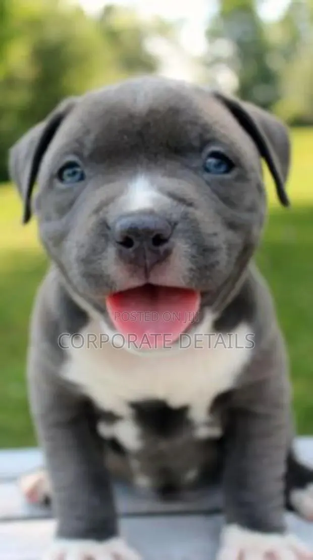 1-3 months Male Purebred American Pit Bull Terrier · Photo 1