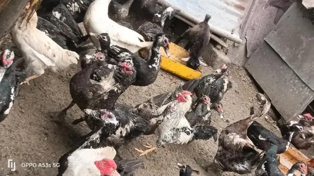 Mature Muscovy Ducks for Sale – 6 Months+ · Photo 1